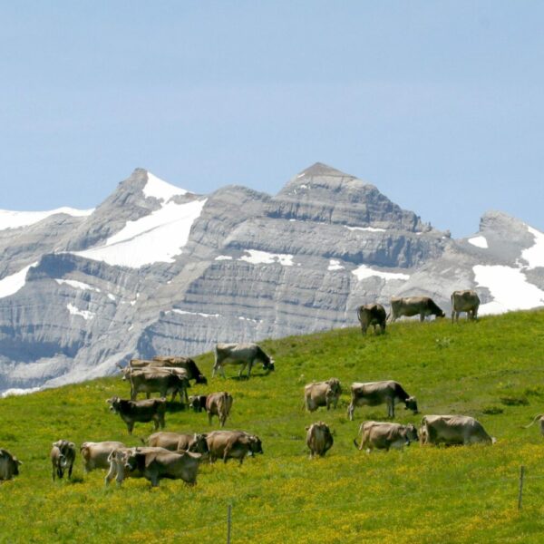 Wanderung zur Bifertenhütte Wanderung zur Bifertenhütte